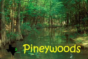 Piney Woods (NATURE)